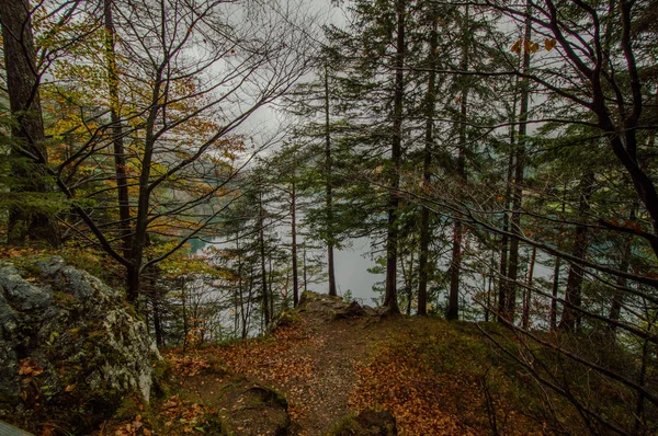 Blick Auf Den Bergsee Durch Kiefern — Stockfoto