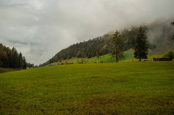 Καταπράσινο Λόφο Πεύκα Και Χαμηλά Σύννεφα — Φωτογραφία Αρχείου