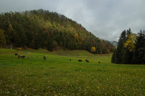 Vista Del Verde Paisaje Montañoso Con Vacas Pastando —  Fotos de Stock