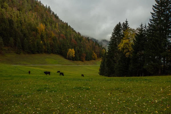 Vista Paisagem Montanhosa Verde Com Vacas Pastando — Fotografia de Stock