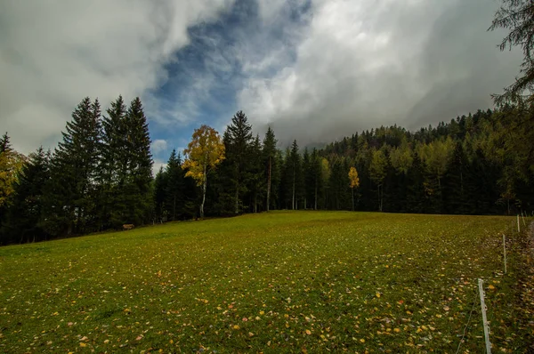 Vue Colline Couverte Herbe Verte Par Forêt Pins — Photo