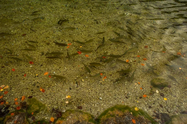 山岳河川水中の小魚の群れ — ストック写真