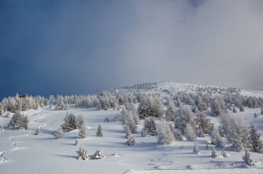 çam ağaçları ile güzel mavi gök tepede buzlu