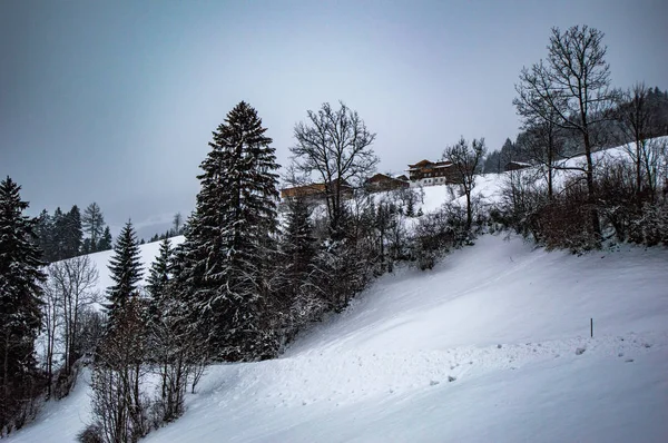 Çam Ağaçları Karlı Tepe Bulutlu Gökyüzü Buzlu — Stok fotoğraf