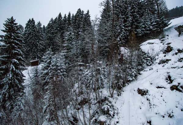 Kar Çam Ağaçları Ile Kirli Hill — Stok fotoğraf