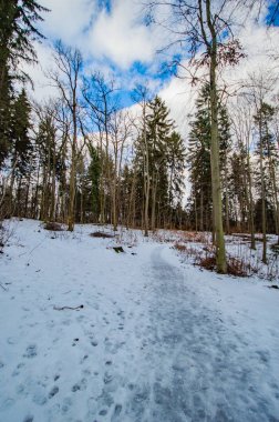 çam ağaçları ve karlı sahnesinde bulutlu gökyüzü