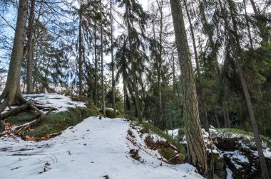 çam ağaçları ve karlı sahnesinde bulutlu gökyüzü