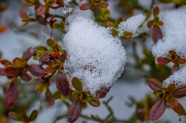 Close Shot Plant Leaves Iced Snow — Stock Photo, Image