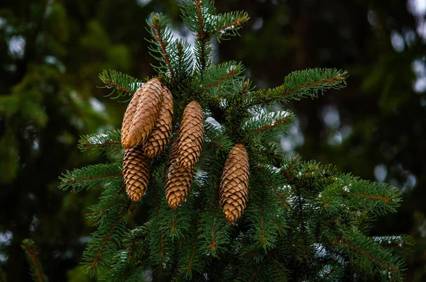 Close Shot Fir Tree Branches Cones Snow — Stock Photo, Image