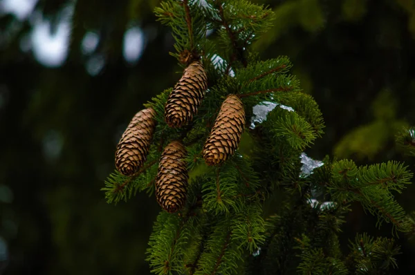 Close Tiro Ramos Abeto Com Cones Neve — Fotografia de Stock