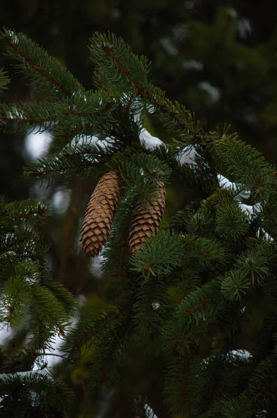 Detailní Záběr Záběr Větve Stromů Jedle Kužely Sníh — Stock fotografie