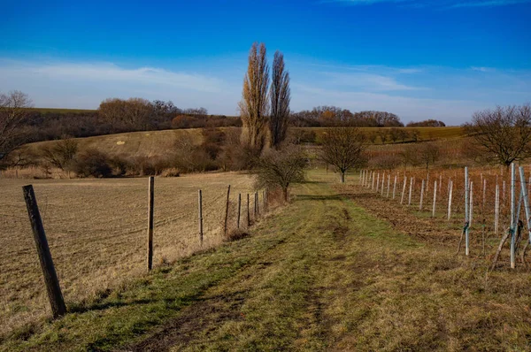 Scenic View Vineyard Blue Sky — Stock Photo, Image