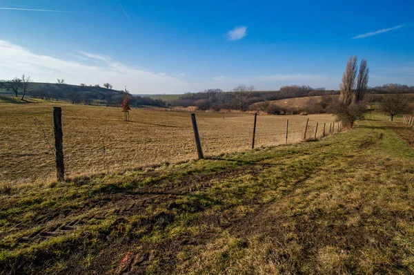 Scenic View Agricultural Fields Bare Trees Blue Sky — Stock Photo, Image