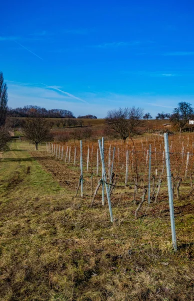 Vacker Utsikt Över Vingården Med Blå Himmel — Stockfoto