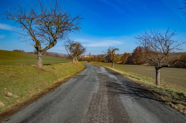 Asphalt Road Surrounded Green Fields Bare Trees — Stock Photo, Image