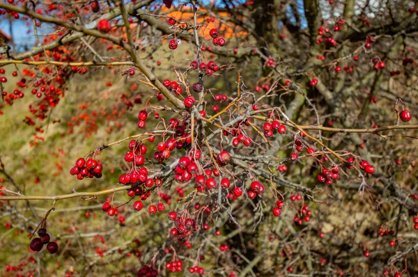 Gros Plan Des Buissons Rose Canine Avec Des Baies Rouges — Photo