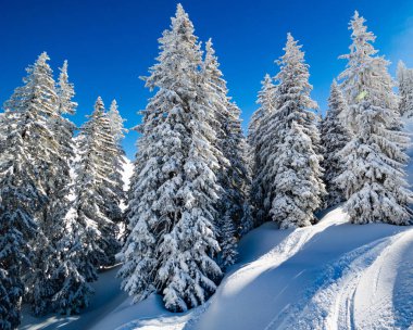 güneş ışığında tepede kar kaplı çam ağaçları
