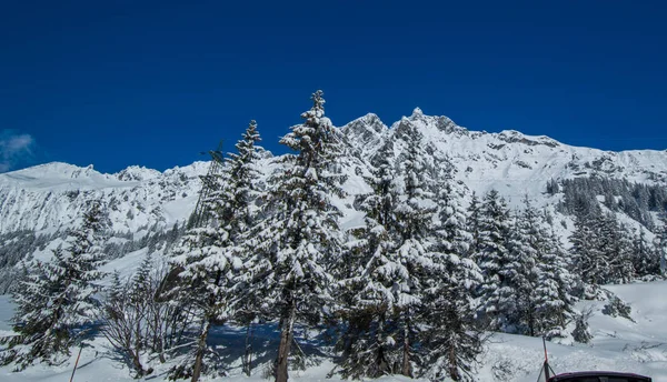 蓝天下白雪覆盖的松树和山脉的风景 — 图库照片