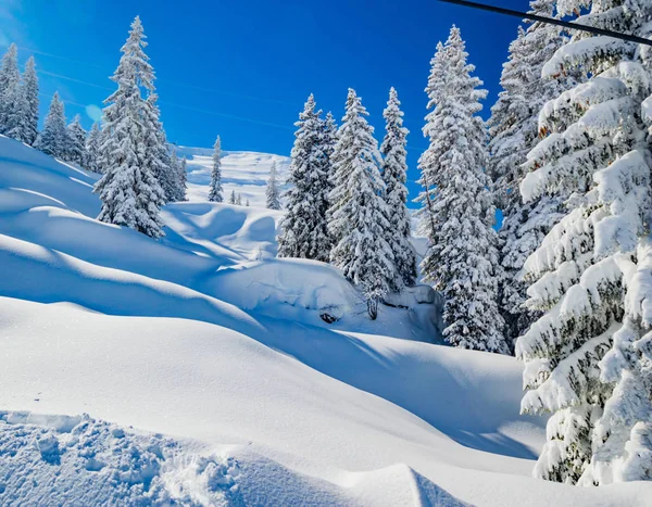 snow covered pine trees on hill in sunlight