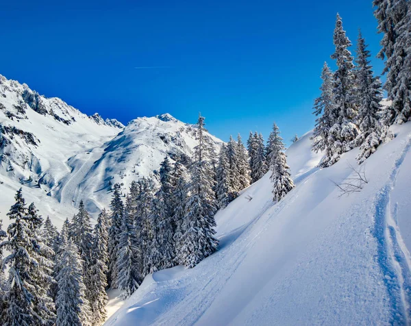 在明亮的阳光下 雪山的风景与冷杉 — 图库照片