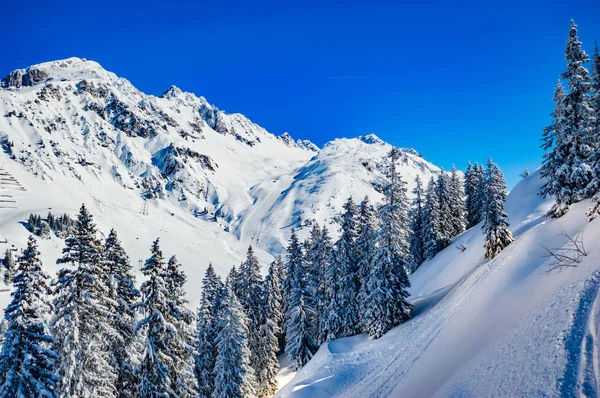 在明亮的阳光下 雪山的风景与冷杉 — 图库照片