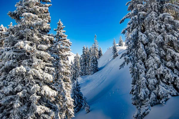 snow covered pine trees on hill in sunlight