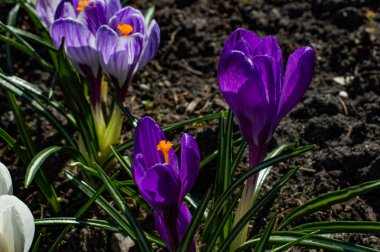 Bahçede renkli timsahlar