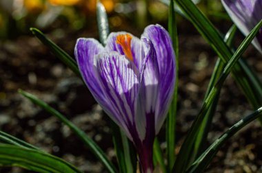 Bahçede renkli timsahlar