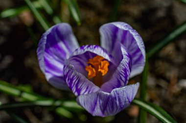 Bahçede renkli timsahlar