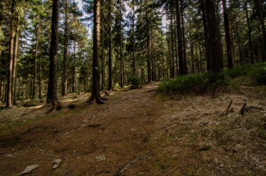 yeşilçam ağaçları ile orman sahnesinde kir yolu