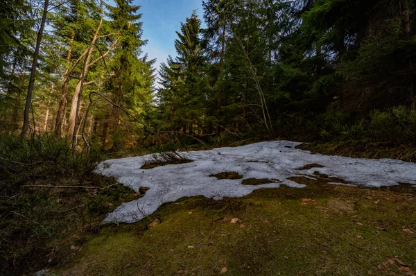 Sonne Beleuchtete Kiefern Und Nicht Geschmolzener Schnee Auf Dem Boden — Stockfoto