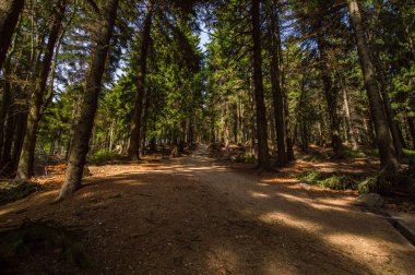 yeşilçam ağaçları ile orman sahnesinde kir yolu