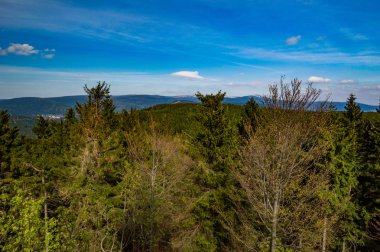 mavi gökyüzü altında güneşli orman ın yükseltilmiş görünümü