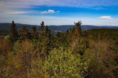 mavi gökyüzü altında güneşli orman ın yükseltilmiş görünümü
