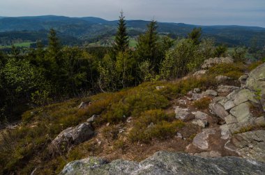 güneş ışığı ile yeşil orman sahnesinde kayaların görünümü