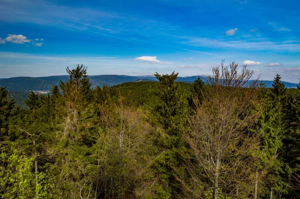 mavi gökyüzü altında güneşli orman ın yükseltilmiş görünümü