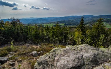 güneş ışığı ile yeşil orman sahnesinde kayaların görünümü