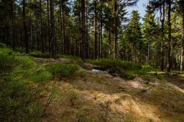 yeşil çam ağaçları ile orman sahnesi