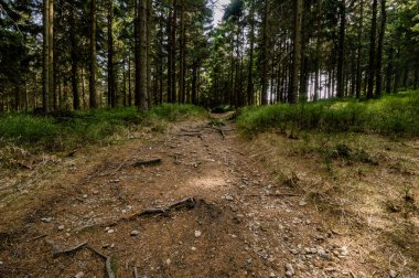 yeşilçam ağaçları ile orman sahnesinde kir yolu