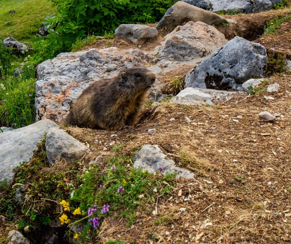 Marmot Pegunungan Alpen Austria — Stok Foto