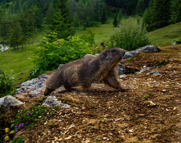 Marmotta Nelle Alpi Austriache — Foto Stock