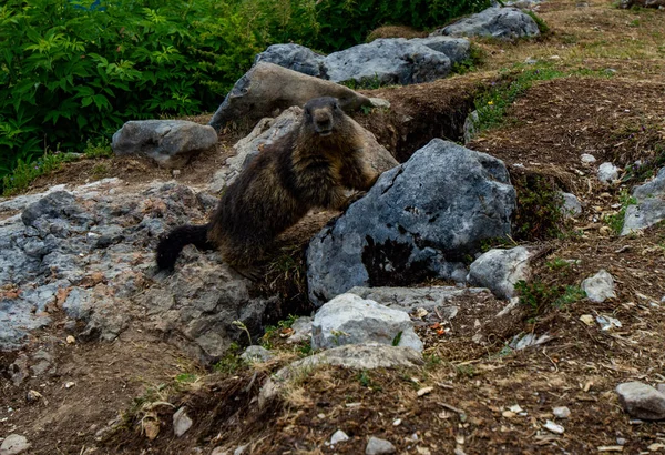 Marmotta Nelle Alpi Austriache — Foto Stock