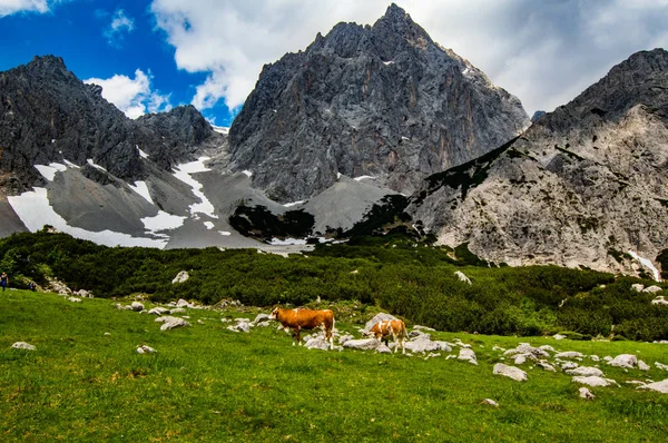 Vacas Prado Dos Alpes Áustria Imagens Royalty-Free