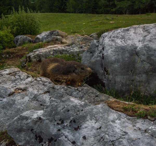 Marmotta Nelle Alpi Austriache — Foto Stock