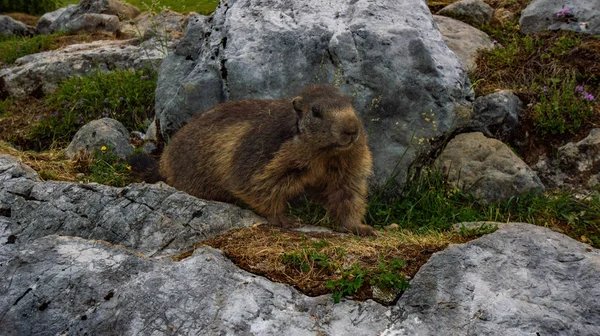 Marmotta Nelle Alpi Austriache — Foto Stock