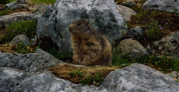 Marmotta Nelle Alpi Austriache — Foto Stock