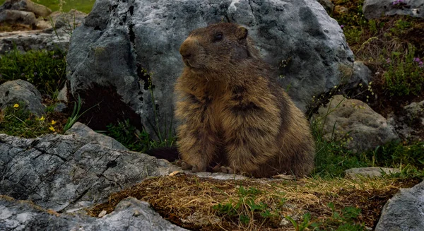 Marmota Los Alpes Austríacos —  Fotos de Stock