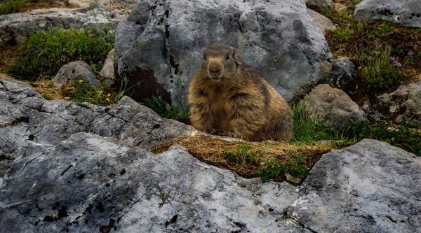 Marmotta Nelle Alpi Austriache — Foto Stock