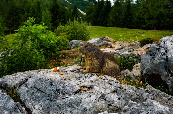 Marmota Los Alpes Austríacos —  Fotos de Stock