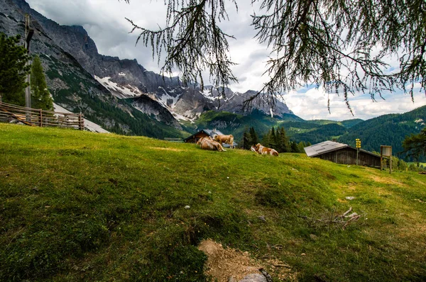 Krowy Pobliżu Schroniska Bachlalm Austriackich Alpach — Zdjęcie stockowe